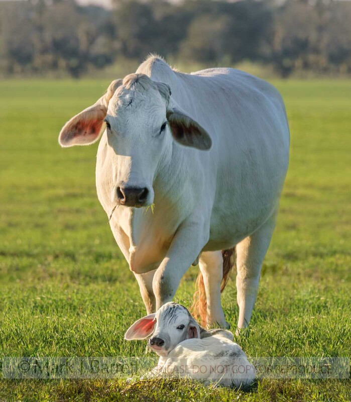 A325-1.jpg :: Brahma cow with calf