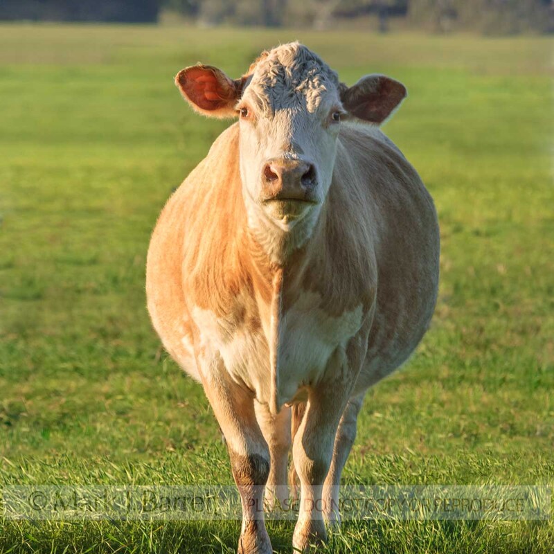 A325C-1.jpg :: Commercial beef cattle in grass pasture