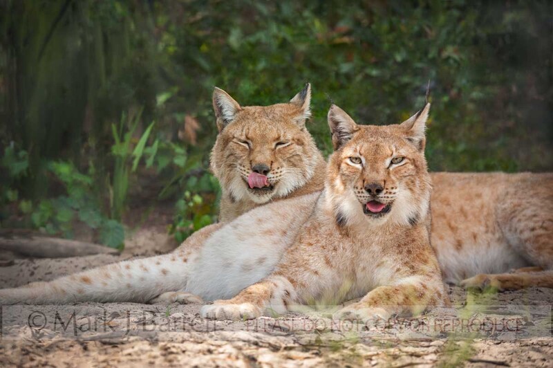 A394-86B.jpg :: A pair of captive Siberian Lynx at Forest Animal Rescue, Ocala, Florida