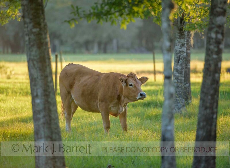 A401-3.jpg :: Cow covered with biting flies in shaded green pasture