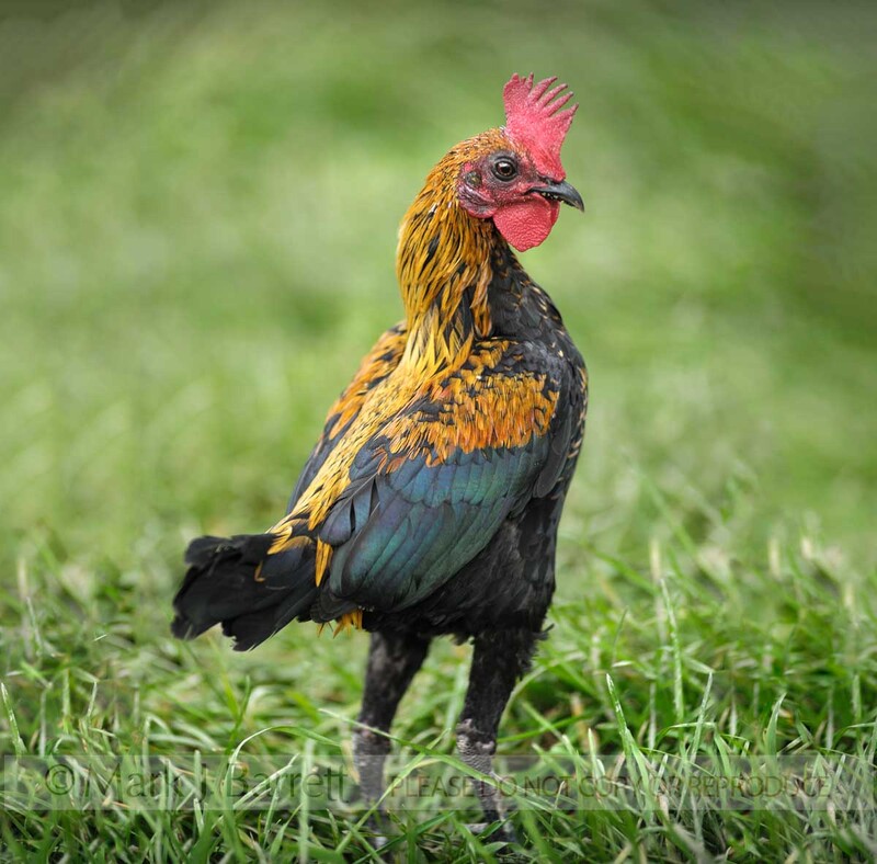 B096-28.jpg :: chicken