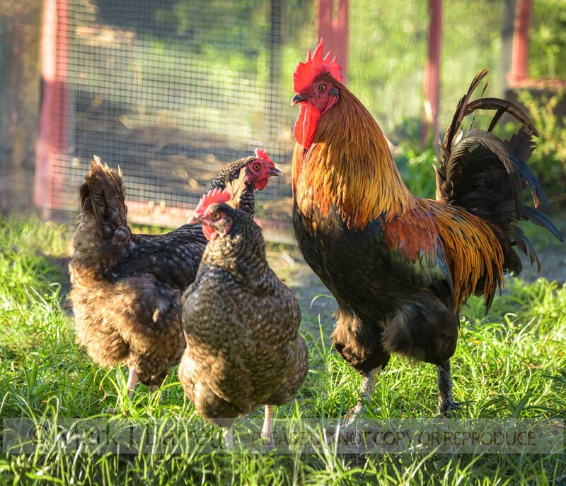 B096-30A.jpg :: Copper Red rooster and hens in chicken coop