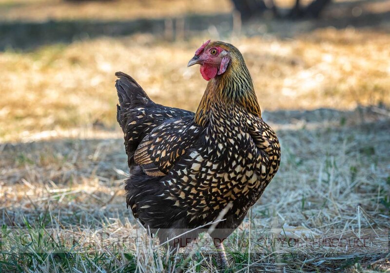 B138-19.jpg :: Golden Laced Wyandotte hen chicken