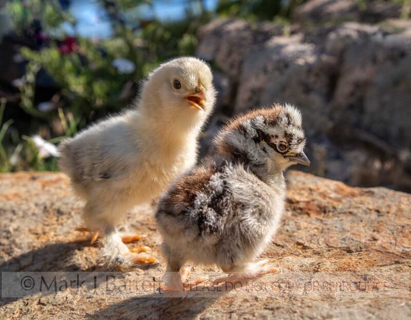 B138-33A.jpg :: Baby chick in yard vegetation