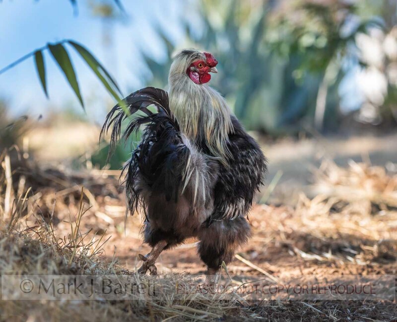 B138-43A.jpg :: Bantam mix rooster chicken in yard