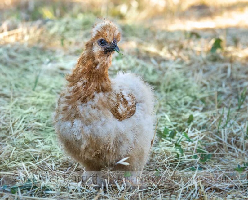 B138-7.jpg :: Free range Silkie chicken hen