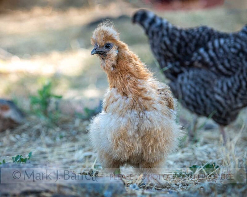 B138-8-Edit.jpg :: Silkie hen chicken