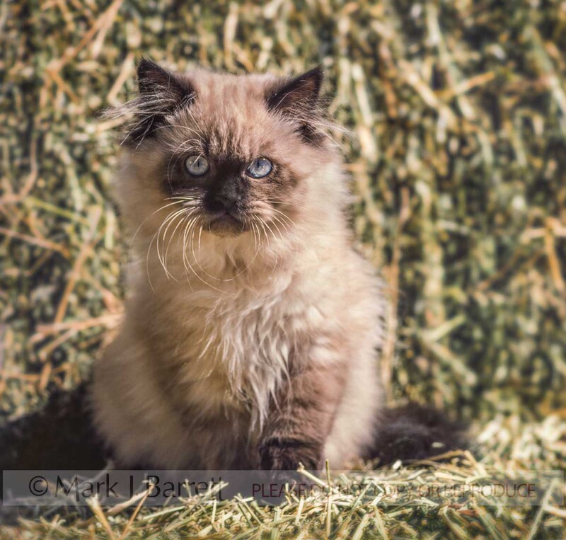 CAT004-3A.jpg :: baby animal Himalayan cat kitten on hay bale.