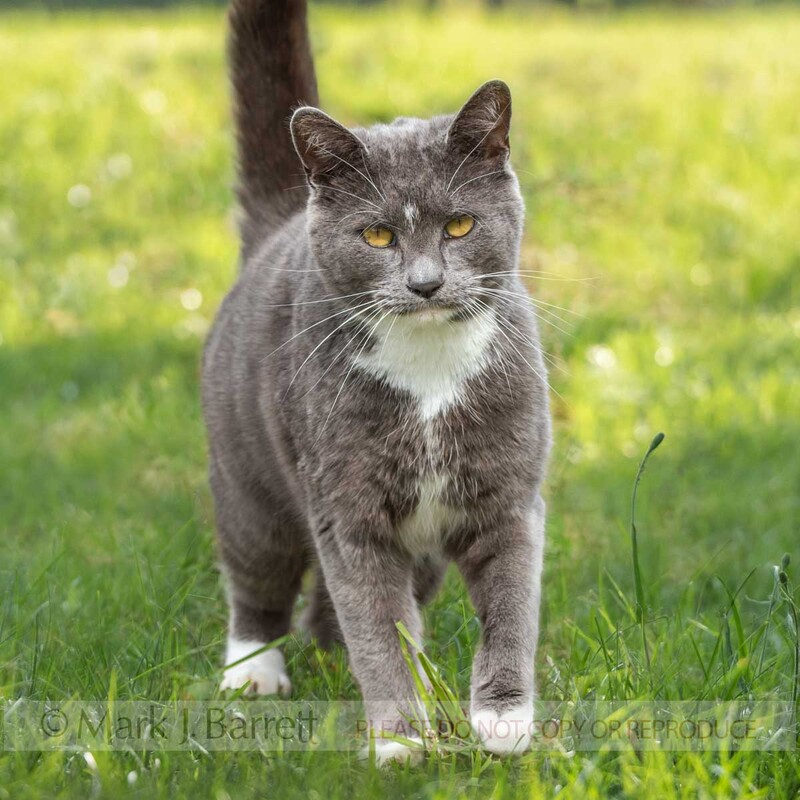 CAT012-41B.jpg :: adult male smokey gray tuxedo cat walks toward us on grass lawn