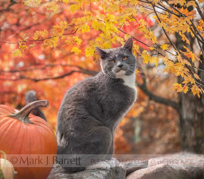 CAT012-48C.jpg :: Gray Tuxedo Tom Cat sitting on stone wall with Pumpkins, backed by autumn foliage.