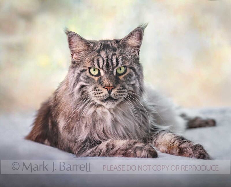 CAT014-5B.jpg :: Adult male Maine Coon Cat lying on bed