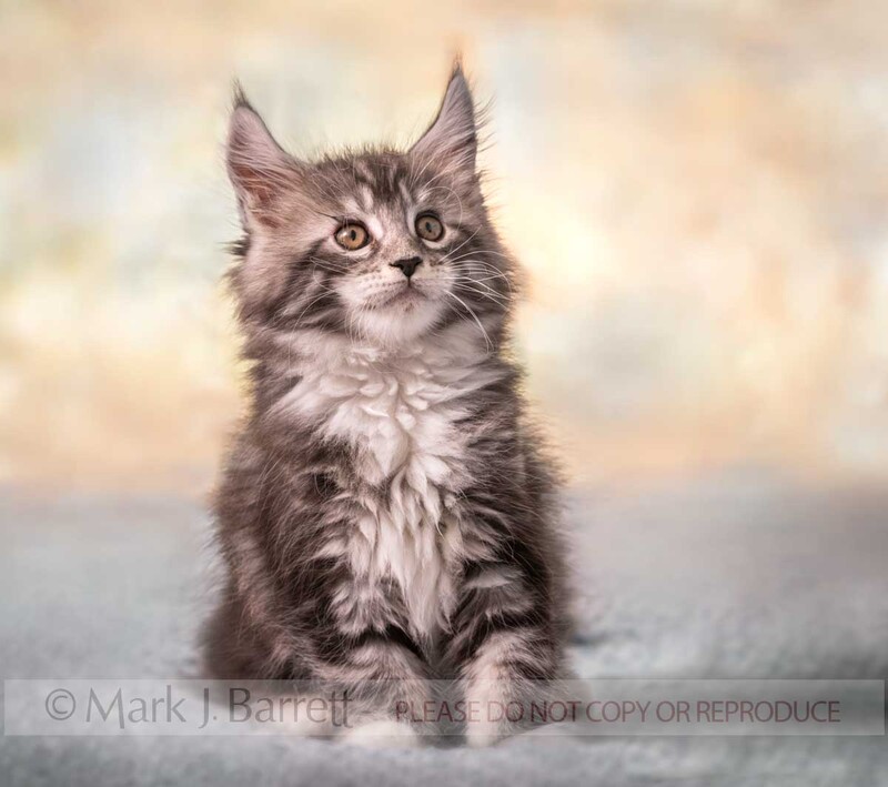 CAT016-17B.jpg :: Maine Coon Cat kittens, 9 weeks old