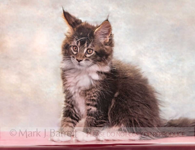 CAT016-1B.jpg :: Maine Coon Cat kitten, 9 weeks old
