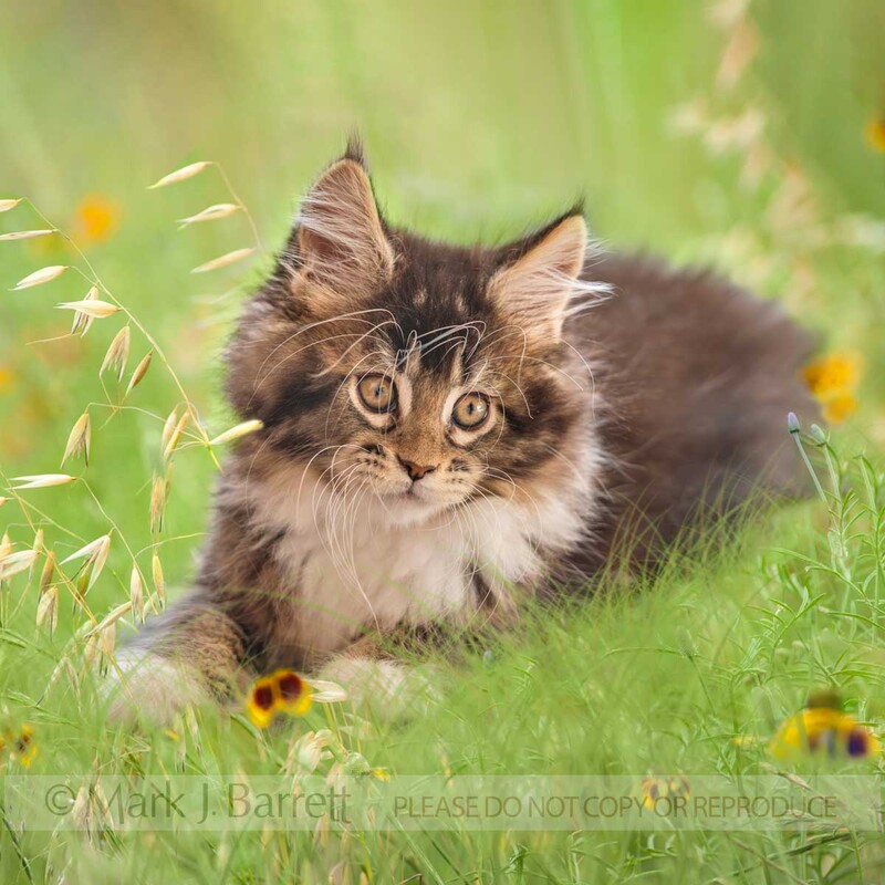 CAT016-8A.jpg :: baby animal domestic cat kitten pair climbing on rocks