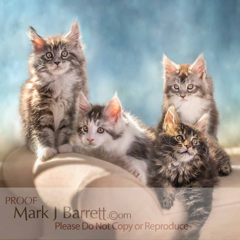 CAT018-16B(1).jpg :: Litter of baby Maine Coon Cat kittens on sofa seat, 9 weeks old