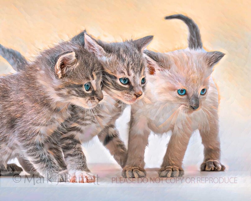 CAT031-15D.jpg :: baby animal domestic cat kitten pair climbing on rocks