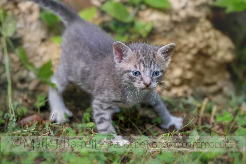 CAT031-67A.jpg :: baby animal domestic cat kitten pair climbing on rocks