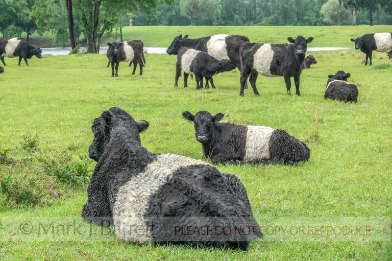 CTL001-5A.jpg :: Belted Galloway cattle herd in lush green pasture.  \
