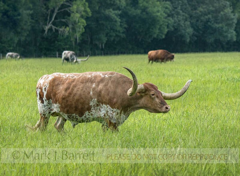 CTL002-1A.jpg :: Longhorn cattle graze in lush tall grass pasture grass