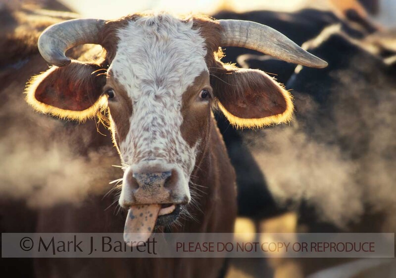 CTL004-1A.jpg :: Beef Cattle at the lick on a clod morning