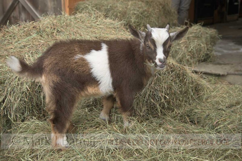 GOAT01-1.jpg