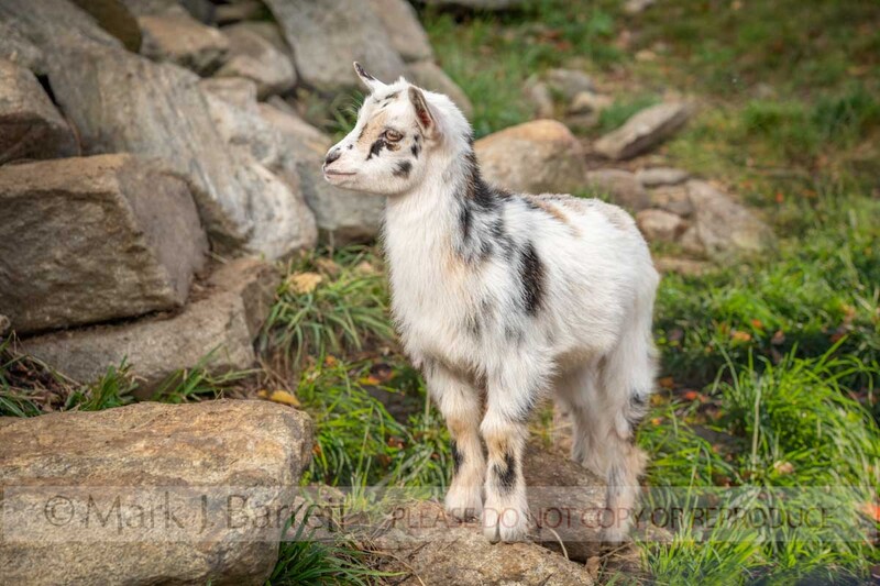 GOAT01-15.jpg :: Nigerian dwarf goats in open pen with boulders