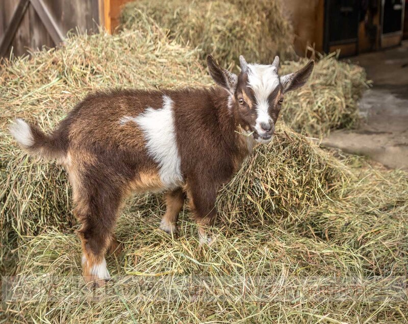 GOAT01-1A.jpg :: Nigerian dwarf goats kid on hay bales