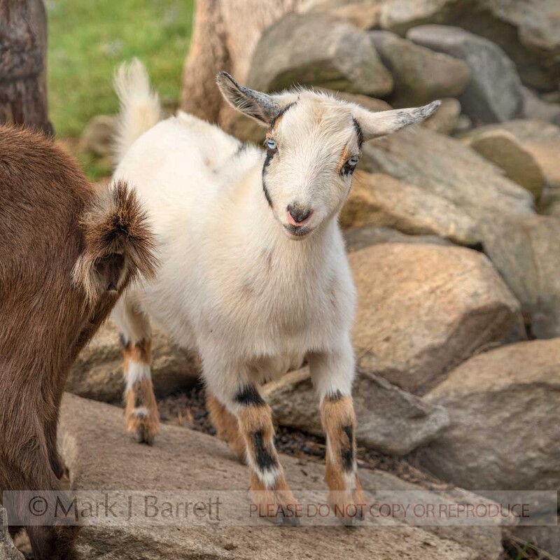 GOAT01-21A.jpg :: Baby Nigerian Dwarf goats in open pen with boulders