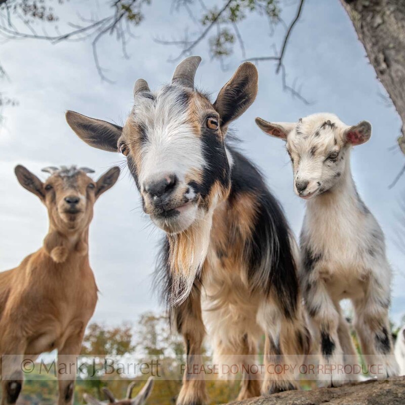 GOAT01-24.jpg :: Nigerian dwarf goat nanny with kid in open pen with boulders
