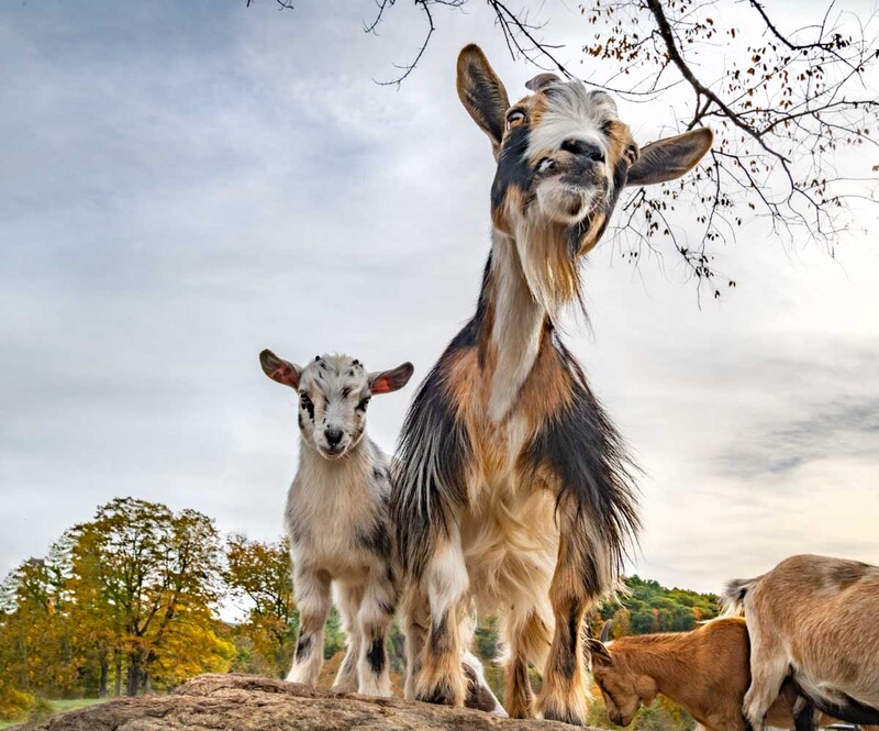 GOAT01-25(1).jpg :: Nigerian dwarf goat nanny with kid in open pen with boulders