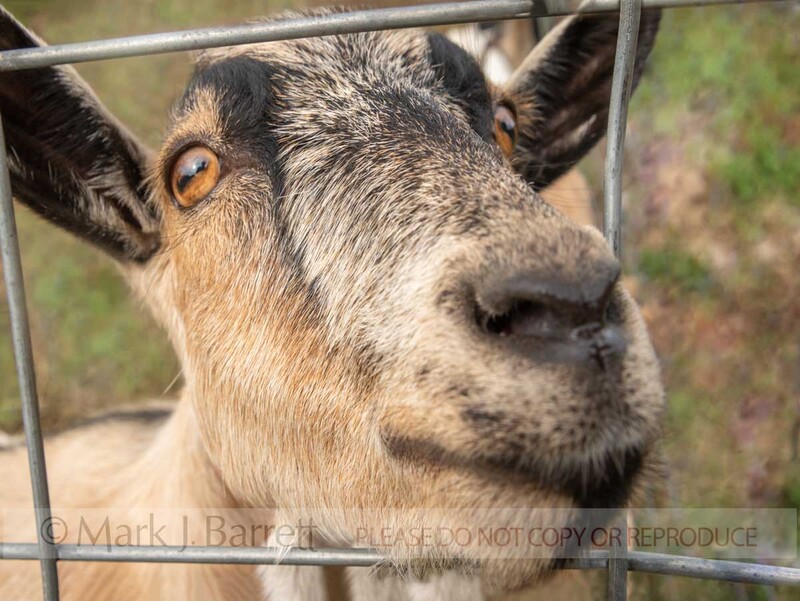 GOAT01-2A.jpg :: Nigerian dwarf goats in open pen with boulders