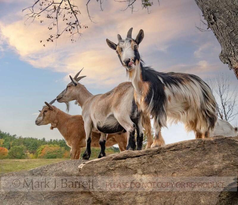 GOAT01-41B.jpg :: Herd of Nigerian dwarf goats standing atop boulders
