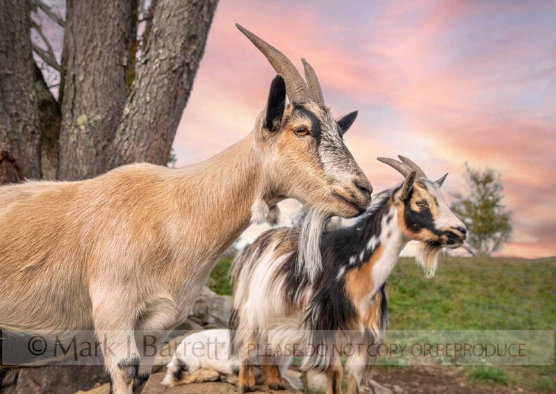 GOAT01-43A.jpg :: Nigerian dwarf goats in open pen with boulders