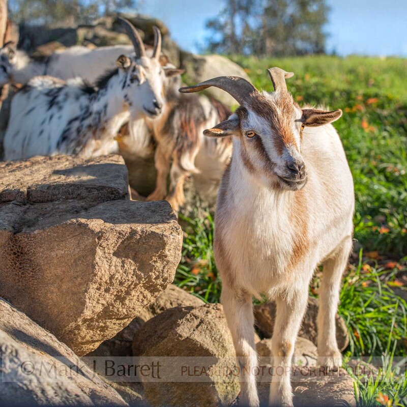 GOAT01-47A.jpg :: Nigerian Drawf goat pets climbing rocks