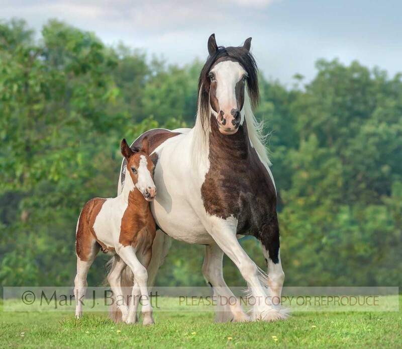 2281T-1.jpg :: adult female Gypsy Vanner Horse mare with young colt foal at side in grass field