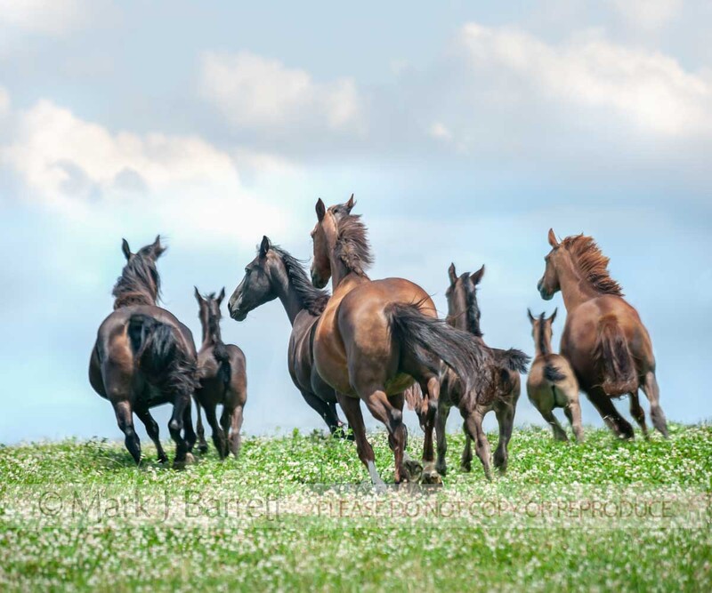 2323-5A.jpg :: High Point Hanoverians, Purina shoot
