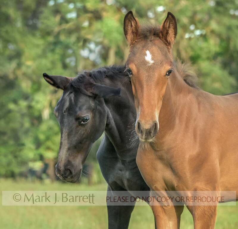 3376-3.jpg :: Pair of curious Dutch warmblood foals