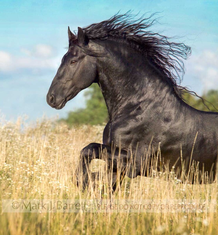 8401D-1.jpg :: Friesian horse stallion running in wildflower meadow