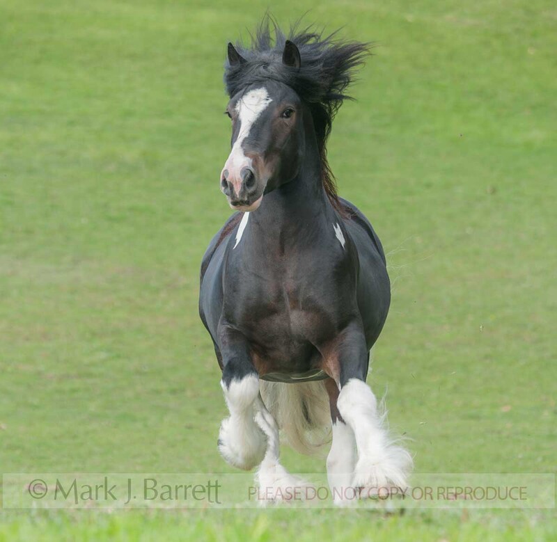 8646-55.jpg :: Gypsy Horse stallion galloing at us