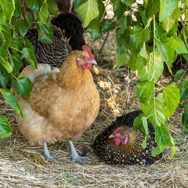 B138-1.jpg :: Buff Orington hen chicken in yard