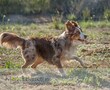 DOG024-23A.jpg