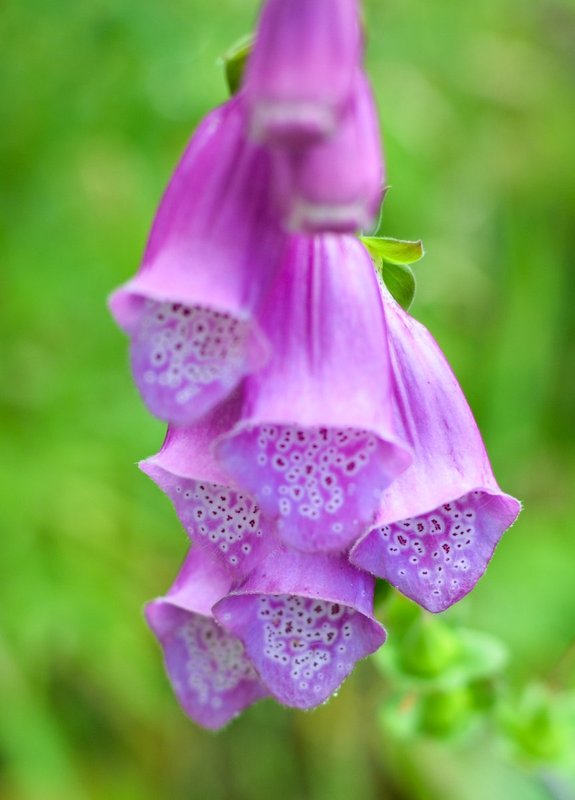 DSC_0207.jpg