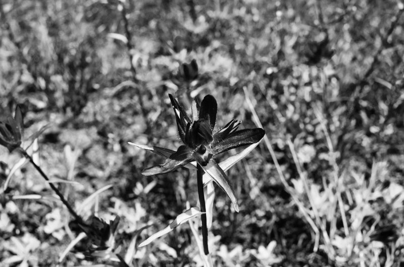 DSC_0291-Edit.jpg