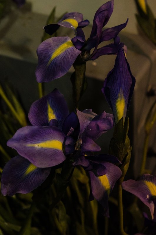 DSC_0534.jpg