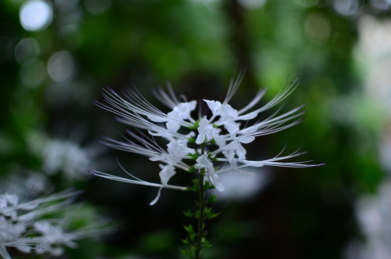 DSC_0641.jpg