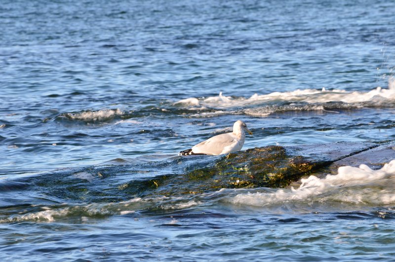 DSC_2990.jpg