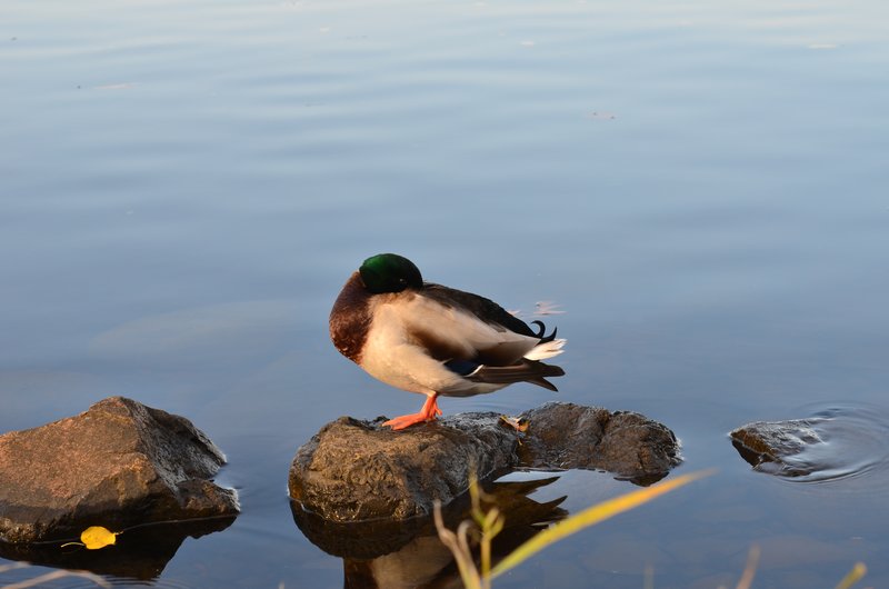 DSC_3232.jpg