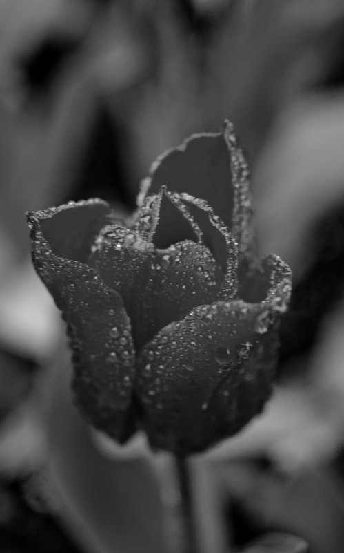 DSC_4405_BW.jpg