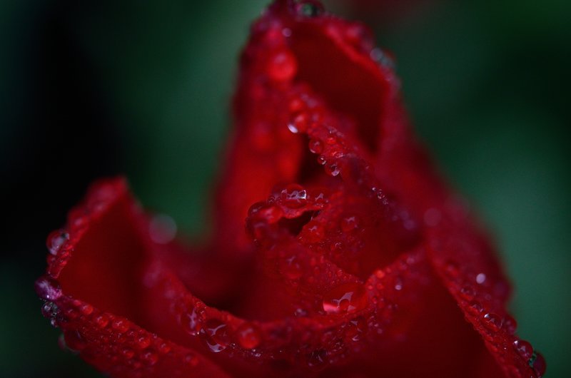 DSC_4413.jpg