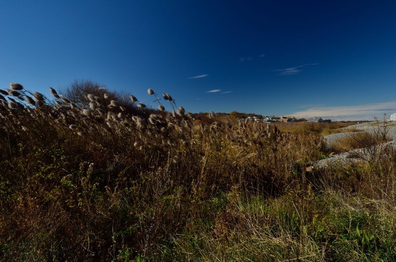 DSC_6549.jpg